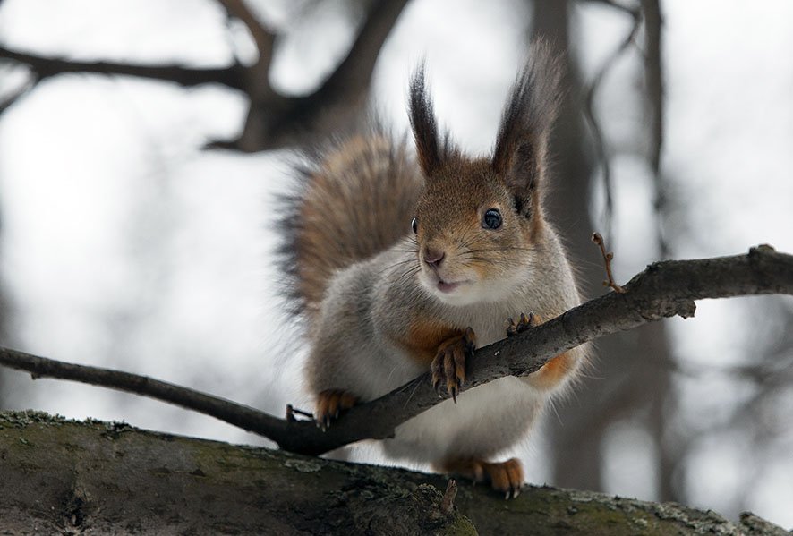 Лесные белки Зимой смотреть онлайн