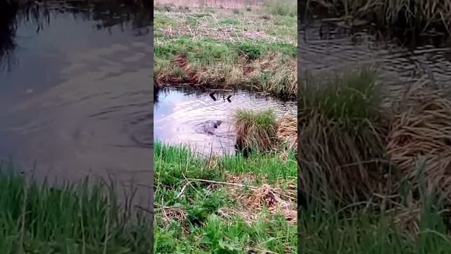 #выдра Красивый зверёк смотреть онлайн