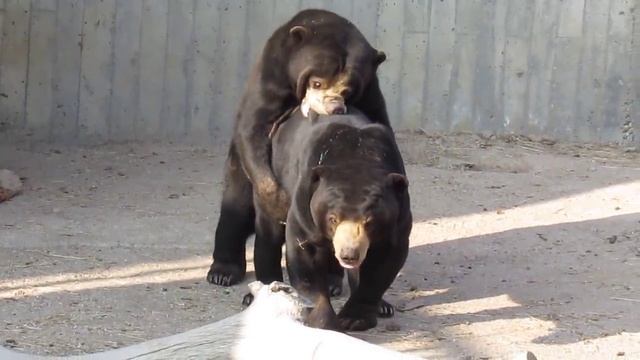 Борьба малайских медведей / Struggle of malayan bears смотреть онлайн