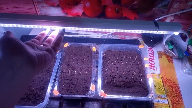 Как взошла ПЕТУНИЯ? Что делать после всходов? смотреть онлайн