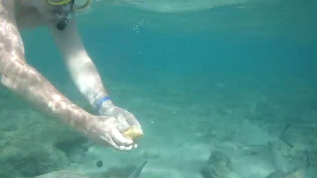 кормление рыбок . Красное море смотреть онлайн