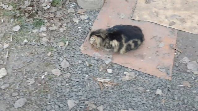 ?КОРМИМ СОБАК?МИРНОЕ УТРО?ВОПРОС ЯЗЫКА! КОМУНАЛКА В ГОРОДЕ,ПРАВДА ЛИ ЧТО СПИШУТ❓ смотреть онлайн