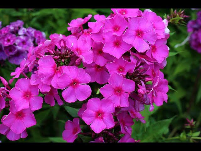 Флокс Жара смотреть онлайн