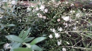 Мирт. Цветение и рекомендации по уходу