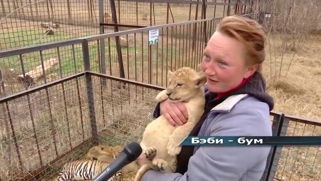 Про львят в сафари парке «Тайган» смотреть онлайн