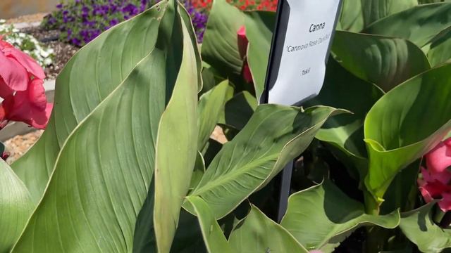Takii New 2023 Varieties At Young's Plant Farm Open House