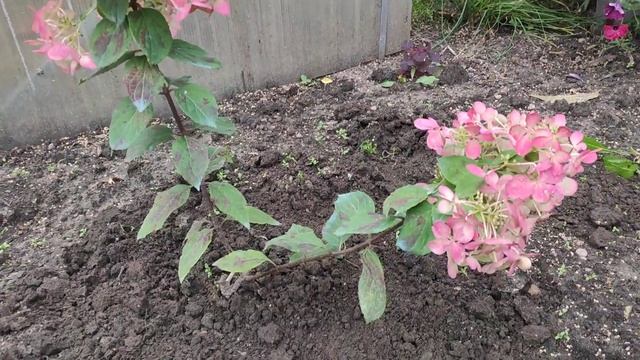 Гортензия метельчатая Даймонд Руж (Hydrangea paniculata `Diamant Rouge`) смотреть онлайн