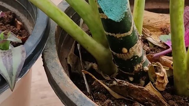 Chinese evergreen propagation in soil .Beautiful decorative indoor plant.How to grow Aglonema 🌱plan смотреть онлайн