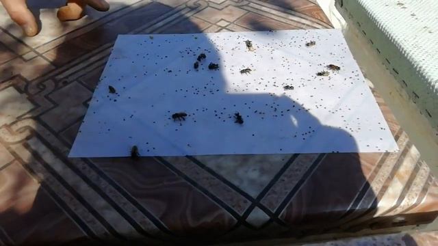 Вторая и третья обработка после глищей смотреть онлайн