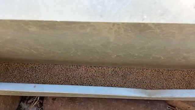 Чем кормить индюков хайбрид конвертер в разном возрасте и будущее пастбище для индюков