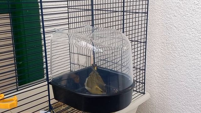 #купание_птиц(обучение)