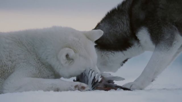 Eight Below 2006 BDRip1080pKillbrain scarabey org смотреть онлайн