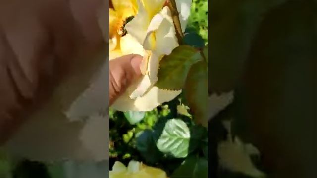 Бронзовка на Розе смотреть онлайн