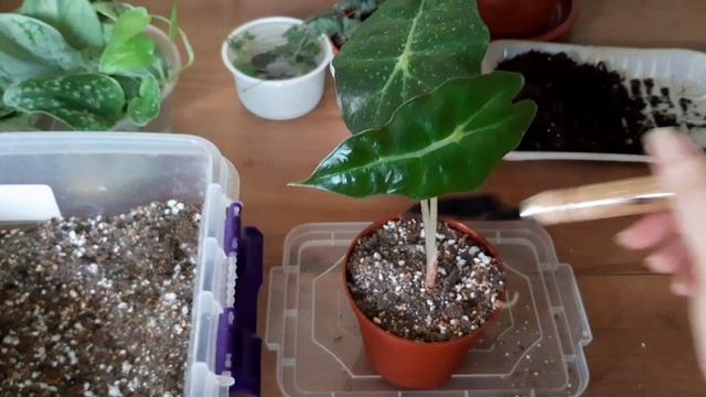 Фитильный полив