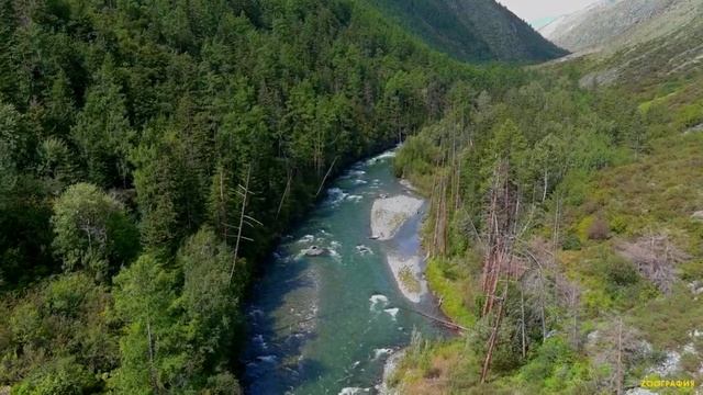 Снежный барс_