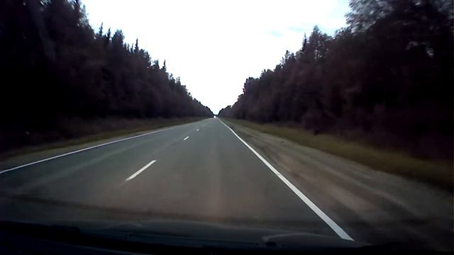 Молодой мишка перебегает дорогу