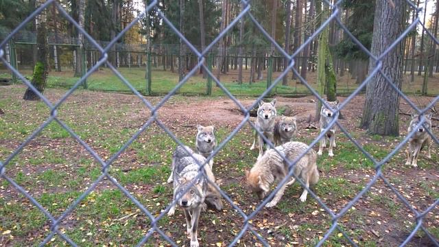 Беловежская пуща. Волки. смотреть онлайн