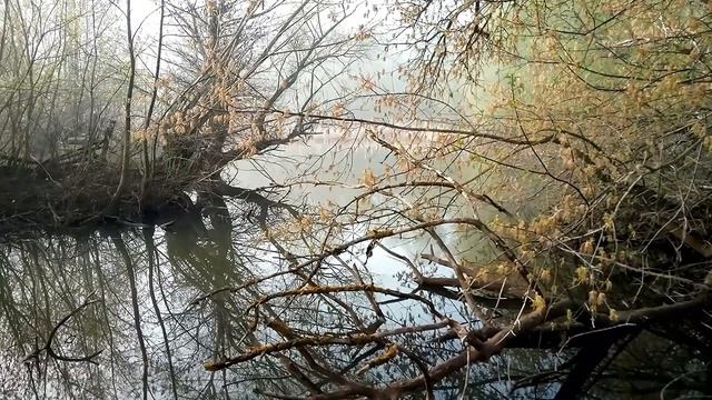 Утро туманное. смотреть онлайн