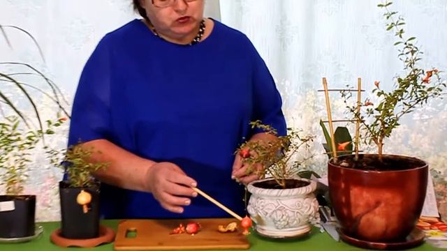 Garden on the window.Dekorativny grenades.Сад на окне.Декоративный гранат. смотреть онлайн