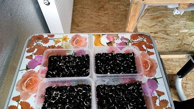 Выращивание семечек на микрозелень смотреть онлайн