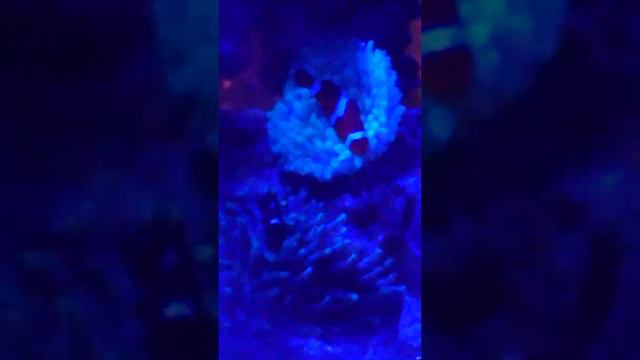 Domino damsel and clown fish enjoying their anemone's смотреть онлайн