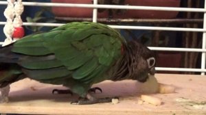 Попугай породы  - пирурра. Ужин. Как выглядит Пирурра.
