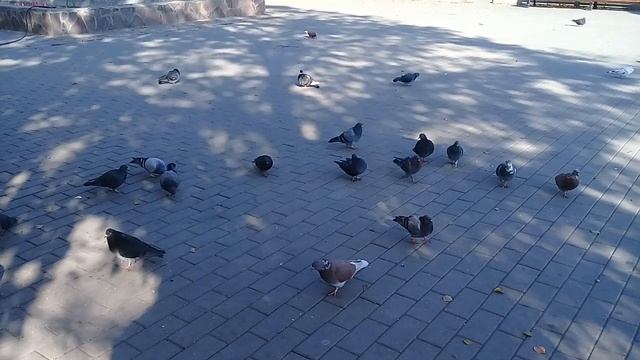 Кормление Голубей. смотреть онлайн