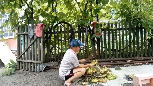 выбиваю из подсолнухов семечки смотреть онлайн
