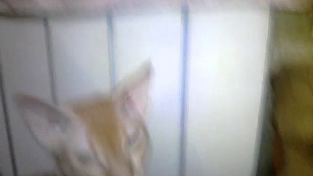 Прикол собака смотреть онлайн