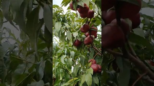 Урожай 2021 несмотря ни на что)...Персик Вайн Голд и нектарин Биг Топ. Север Украины Сумская обл. смотреть онлайн