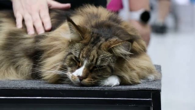 International Cat Show - 23rd July 2022 смотреть онлайн