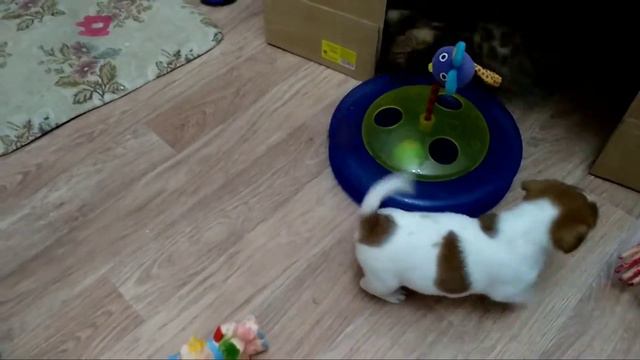 Бенгал и Джек Рассел играют смотреть онлайн