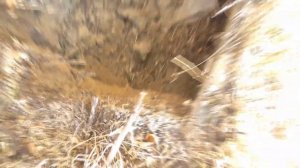 ЛОВУШКИ на ФАЗАНА. Первый трофей. Поймал фазана. Как поймать фазана