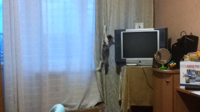Кошка Алиска спалилась, когда лазила по шторам смотреть онлайн