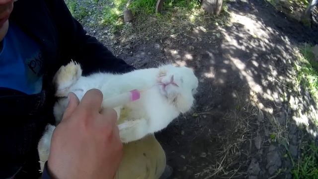 Как лечить кроликов от мокреца.(мокрая мордочка). смотреть онлайн