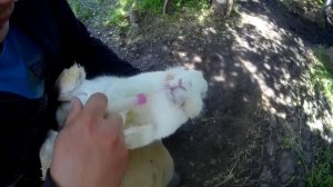 Как лечить кроликов от мокреца.(мокрая мордочка).