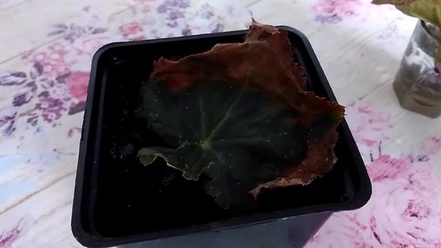 1. Бегония. Размножение листом смотреть онлайн