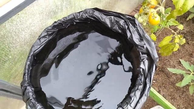 Поливаю растения не обычной водой, а биостимулятором. Как ХЛОРЕЛЛУ сделать самому смотреть онлайн