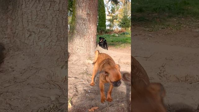 Щенки грифона