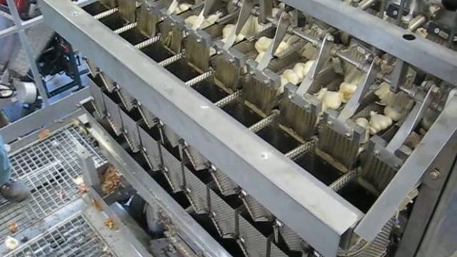 Упаковка и сортировка чеснока смотреть онлайн