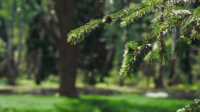 GreenWood музыка леса