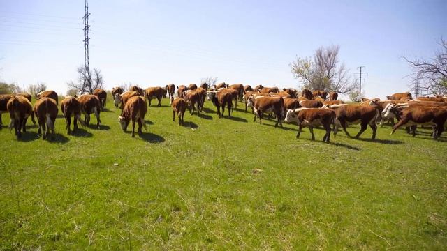 Казахская белоголовая корова | Мясные породы коров | Разведение и содержание коров смотреть онлайн