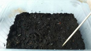 Хоста из семян. Легко! Посейте семена хосты так и все семена прорастут!