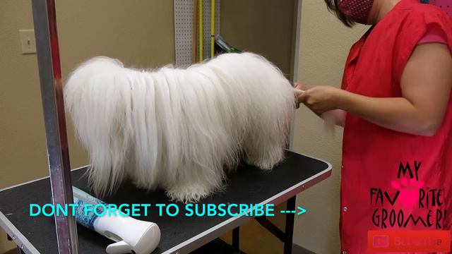 How To Brush A Coton De Tulear