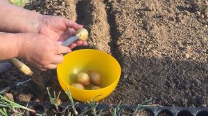 Как вырастить лук Шалот семейный