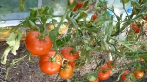 Томат 100  F1 - Холодостойкий раннеспелый гибрид