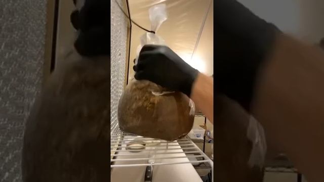 Update from the Lab: Inoculating Bulk Spawn Bags and Updates on Upcoming Projects смотреть онлайн