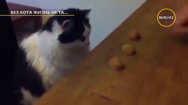 Без кота и жизнь не та. Приколы про животных. Смотреть всем смотреть онлайн