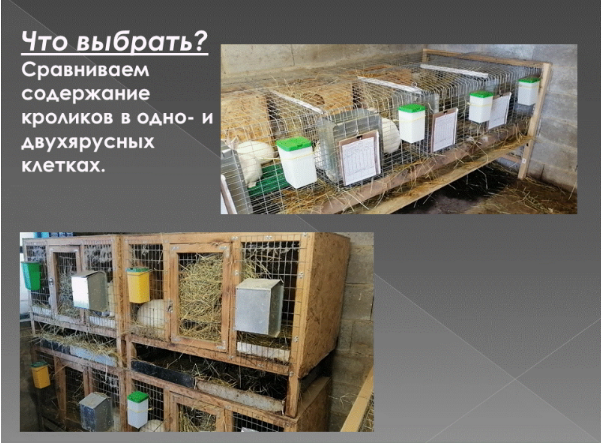 Какие клетки для кроликов выбрать? Сравниваем содержание кроликов в одно- и двухъярусных клетках. смотреть онлайн