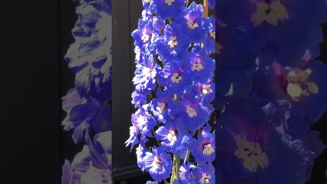 Perennial Border Garden Classic - Blue Delphinium Flowers #shorts смотреть онлайн